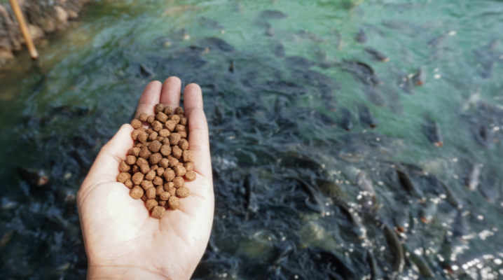 Aqua feed fiskfoderindustri